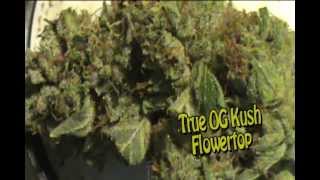True OG & OG Budder