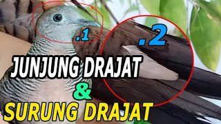 Ciri Burung Perkutut Junjung Drajat yang Asli, Tuah Rezeki Dahsyat Cocok Dipelihara para Pejabat