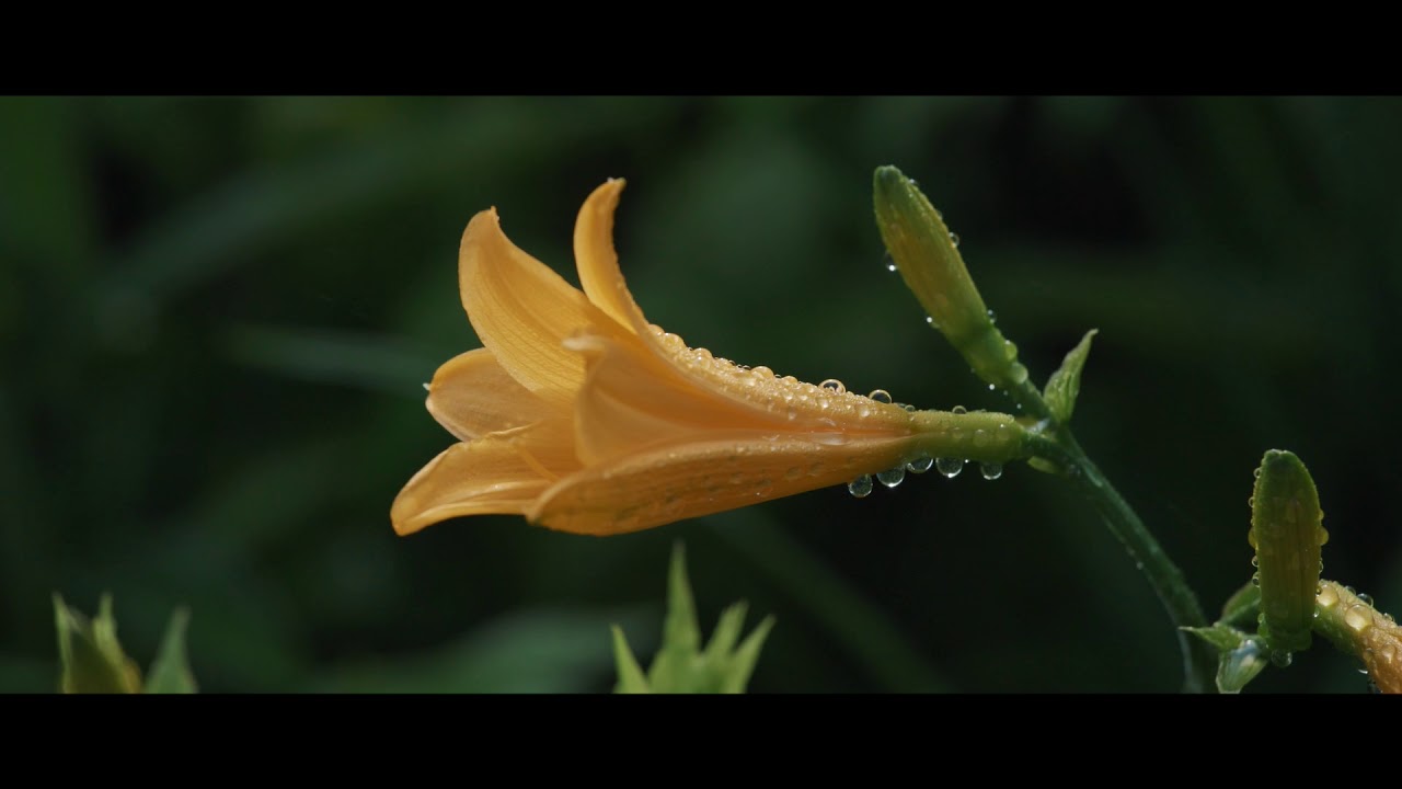 Extreme Ironing in Oze