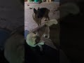 #hiphop #rap #mcstan #music #rapper #musicmashup #husky #musicremix #pets #remixmusic