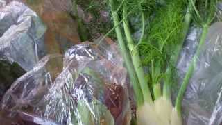 Week 17 CSA - Large