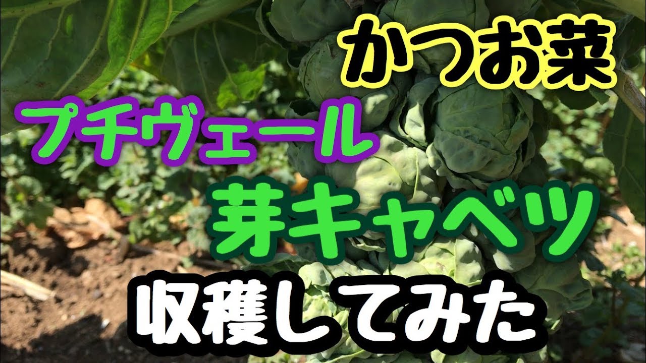 芽キャベツとプチヴェールとかつお菜を収穫してみた 誰にでもデキる 素人のゆる い家庭菜園 Youtube