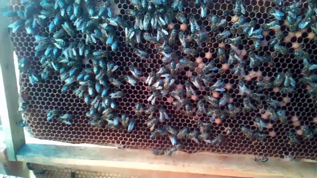 واخيرا ظهور نتيجة تلقيح الملكات داخل القفص