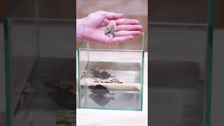 Tiny Turtle Food Bath 🛁