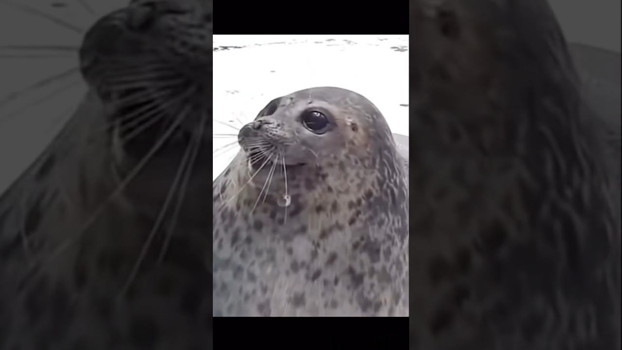 Happy seals pt.2 use this sound of wanted 