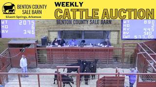Arkansas Cattle Auction: Live at Benton County Sale Barn | March 12, 2026