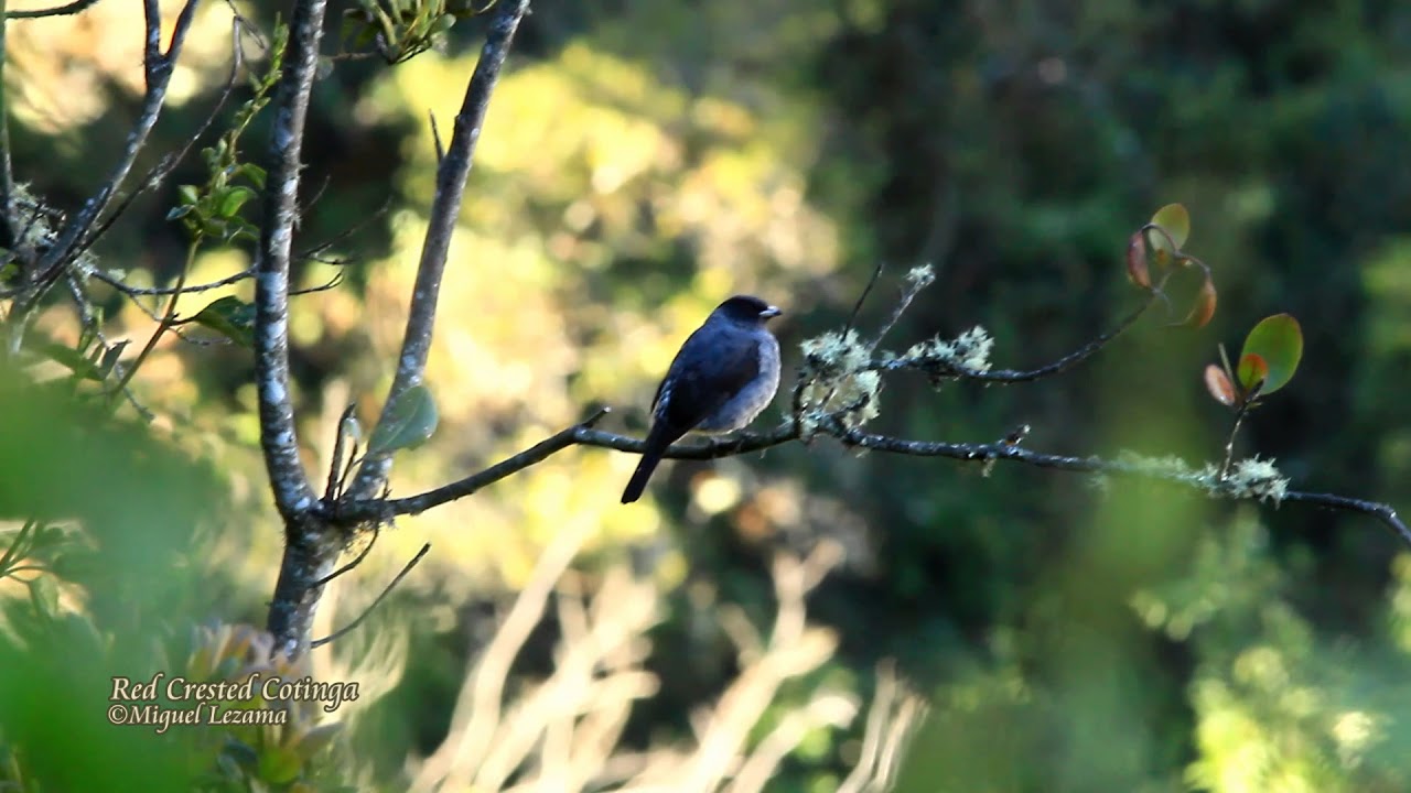 Red-crested Cotinga - Soray pampa, Salkantay treking.