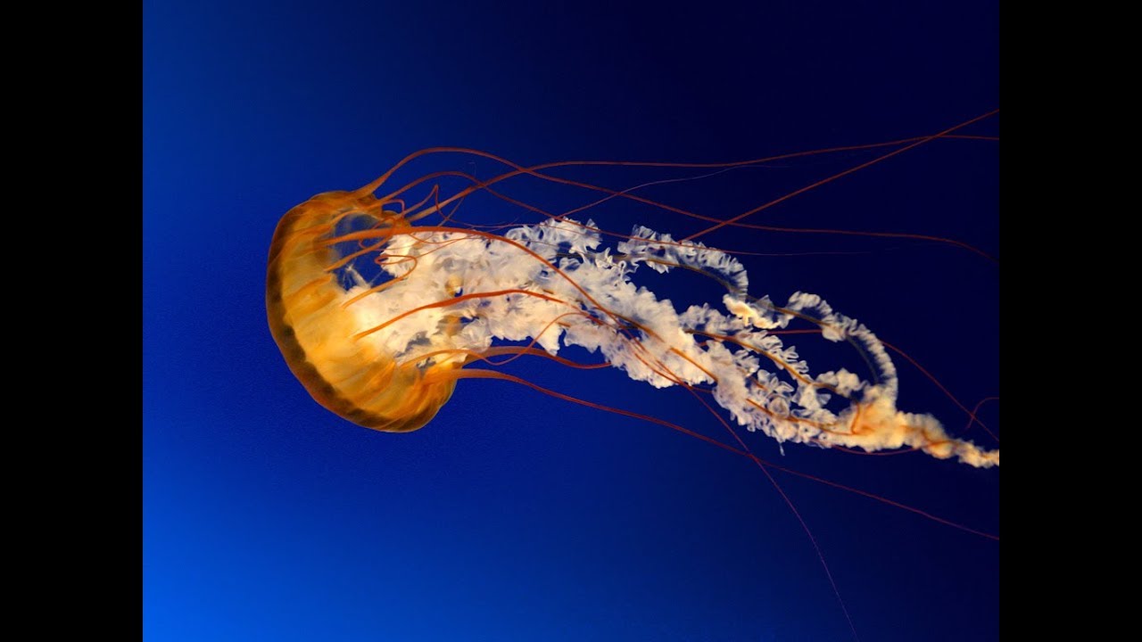 sydron sydron – transmisja na żywo