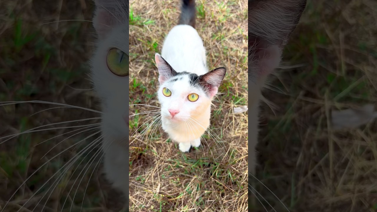 Kitten meowing to attract cat 😝🫶 ! Cat videos ! Cat sound ! Cat voice ! Cat ! Persian cat sound