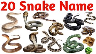 20 साँपों के नाम | 20 Snake Names for Kids | Learn Snake Names in English with Pictures and Sounds