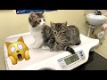 Kittens' first vet appointment!