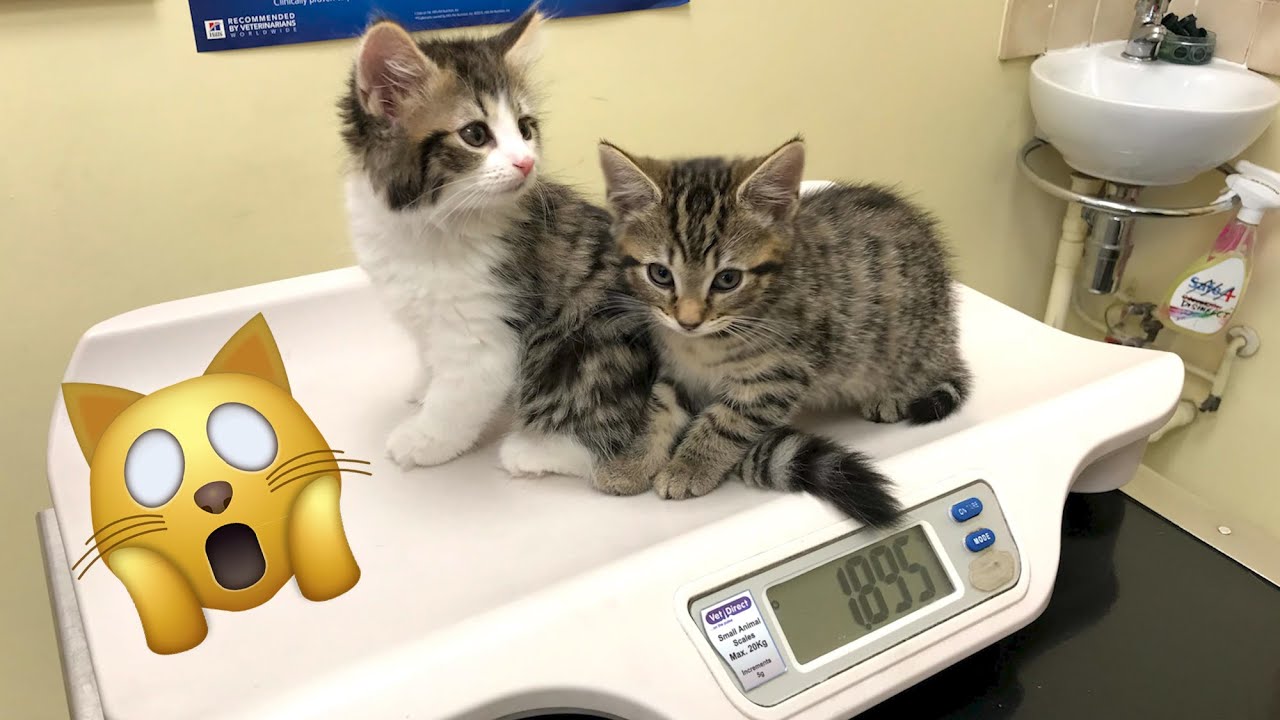 Kittens' first vet appointment! YouTube