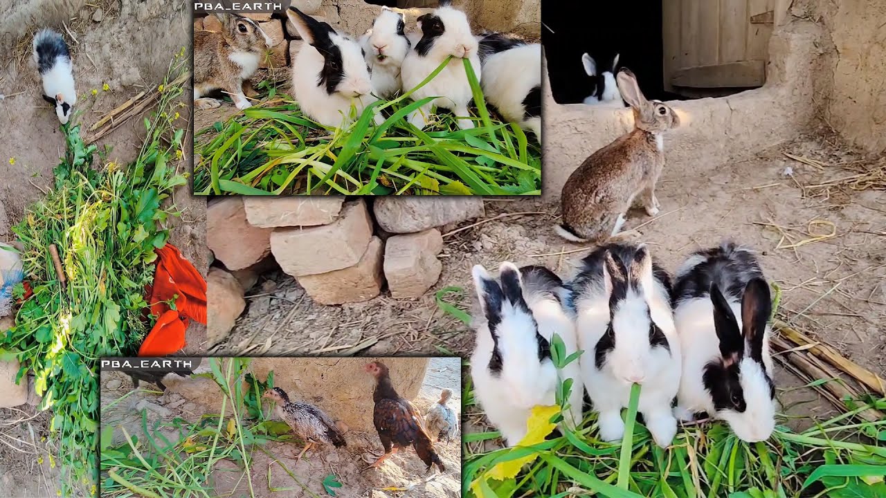 Feathered & Furry Vlog Fun! 🐔🐇 | Charming Animal Tales: Rabbit and Chicken Vlogs