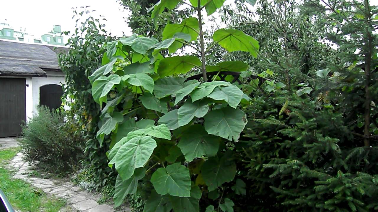 Two years old paulownia tree how to grow dwuletnie Two years old paulownia tree how to grow dwuletnie