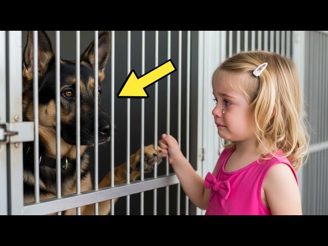 Sick Dog Is Shunned By Everyone, Until A 2 Year Old Girl Appears And Does  Something Miraculous! - YouTube