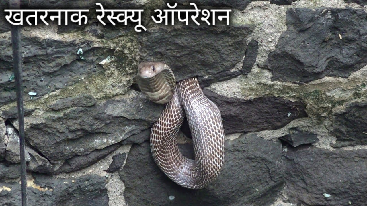 Download Very Dangerous cobra snake rescue opration in the well from Ahmednagar district, india