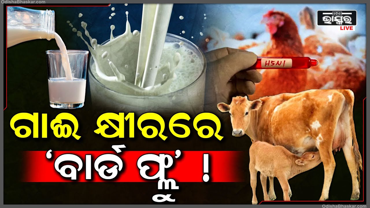 ଗାଈ କ୍ଷୀରରେ ବାର୍ଡ ଫ୍ଲୁ ! ବଢିଲାଣି ‘ବାର୍ଡ ଫ୍ଲୁ’ ସଂକ୍ରମଣ, କ୍ଷୀର କିଣିବାକୁ ଡରିଲେଣି ଗ୍ରାହକ !