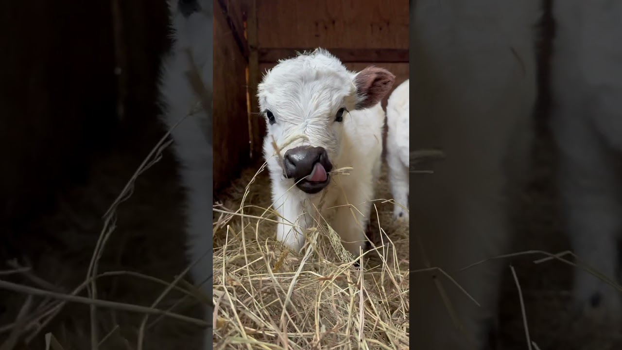 Cherishing every moment 🐮❤️🐮 