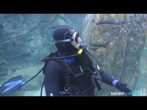 Andy goes diving with Sharks