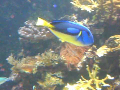 aquarium AWSOME