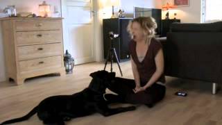 Dogs, Like Humans, Learn the Contagious Yawn