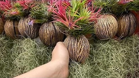 Cây không khí tóc tiên. LH 0907451448