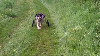 Melis Tiergnadenhof N.e.v. - Sharki On Tour