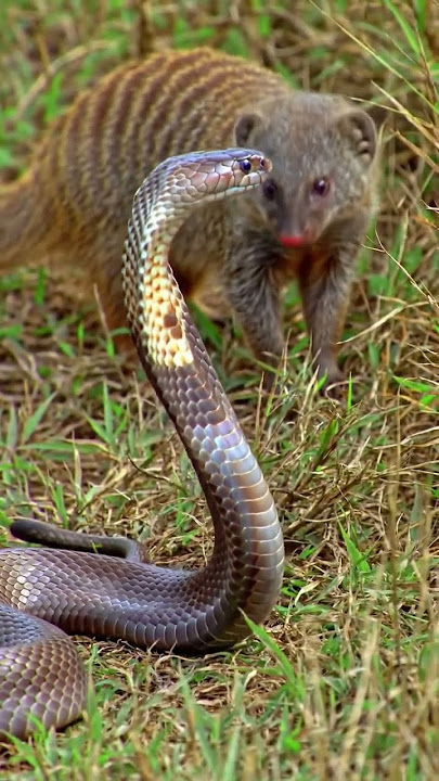 'Mongoose vs Cobra! | Epic Fight for Survival' #animal #snake #wildlifeentertainment