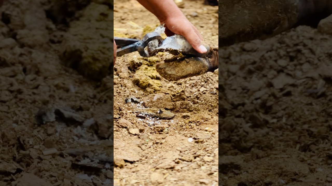 Gentle Cow Nail Trimming for Health 