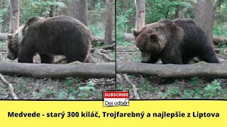 Medvede - starý 300 kiláč, Trojfarebný a najlepšie z Liptova (Medvedia ruja) 🐻💯💓 Slovak bears