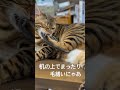#ねこ #cat #猫 #ネコ #ベンガル語 #とらねこ #きじとら猫 #動物 #ペット #にゃんこ #猫好きさんと繋がりたい #ねこのいる生活 #癒し動画 #可愛い猫 #ベンガル子猫 #猫好き