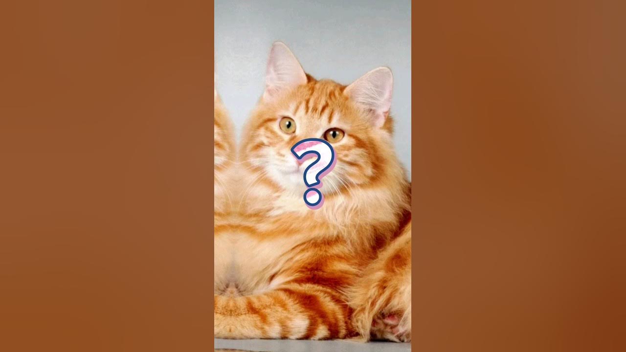 Угадай какой кот. Угадай какой кот