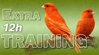 Red CANARY 12h The Best Training Song