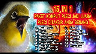 Masteran Pleci Juara Nasional Full Isian Paling Komplit 2021