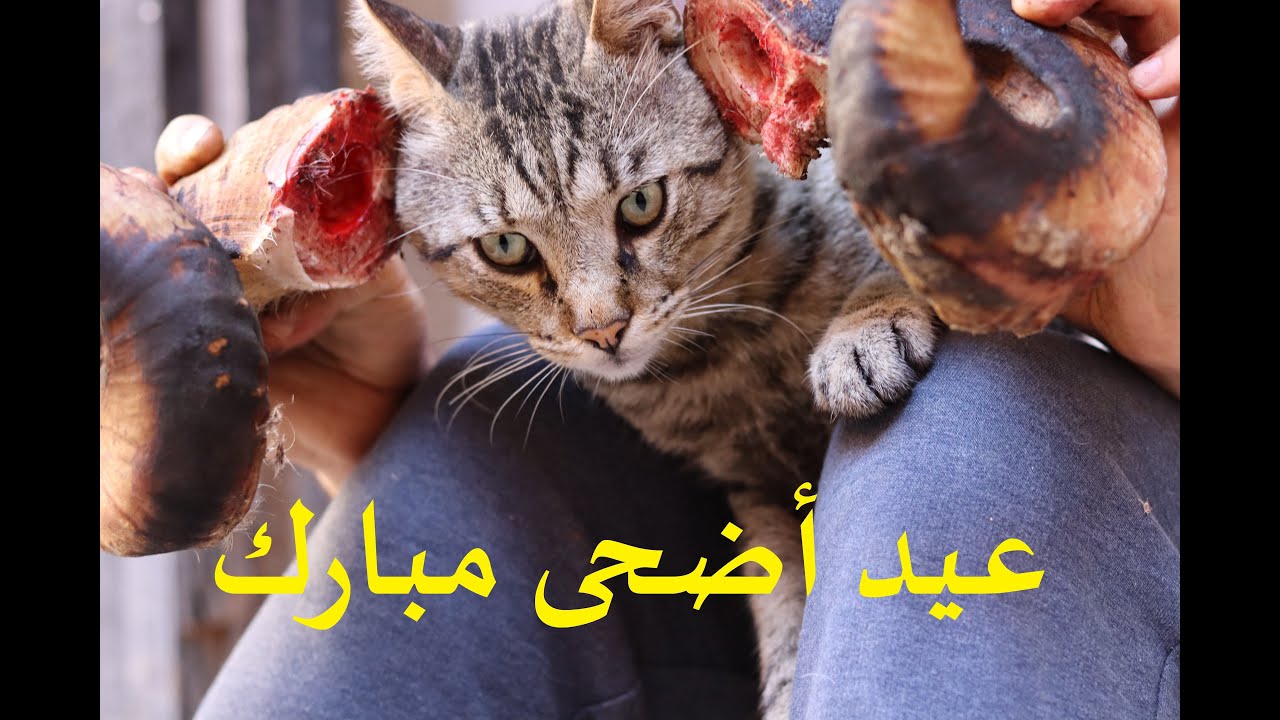 عيد أضحى مبارك 🐏 لكل مشتركي قناة التلميذ المتميز 🐑
