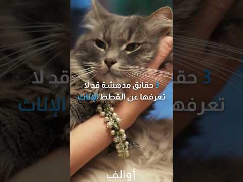 3 حقائق مدهشة عن القطط الإناث قط قطط