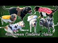 Halloween Costume Ideas for Dogs 🐶 DIY Dog and Pet Costumes