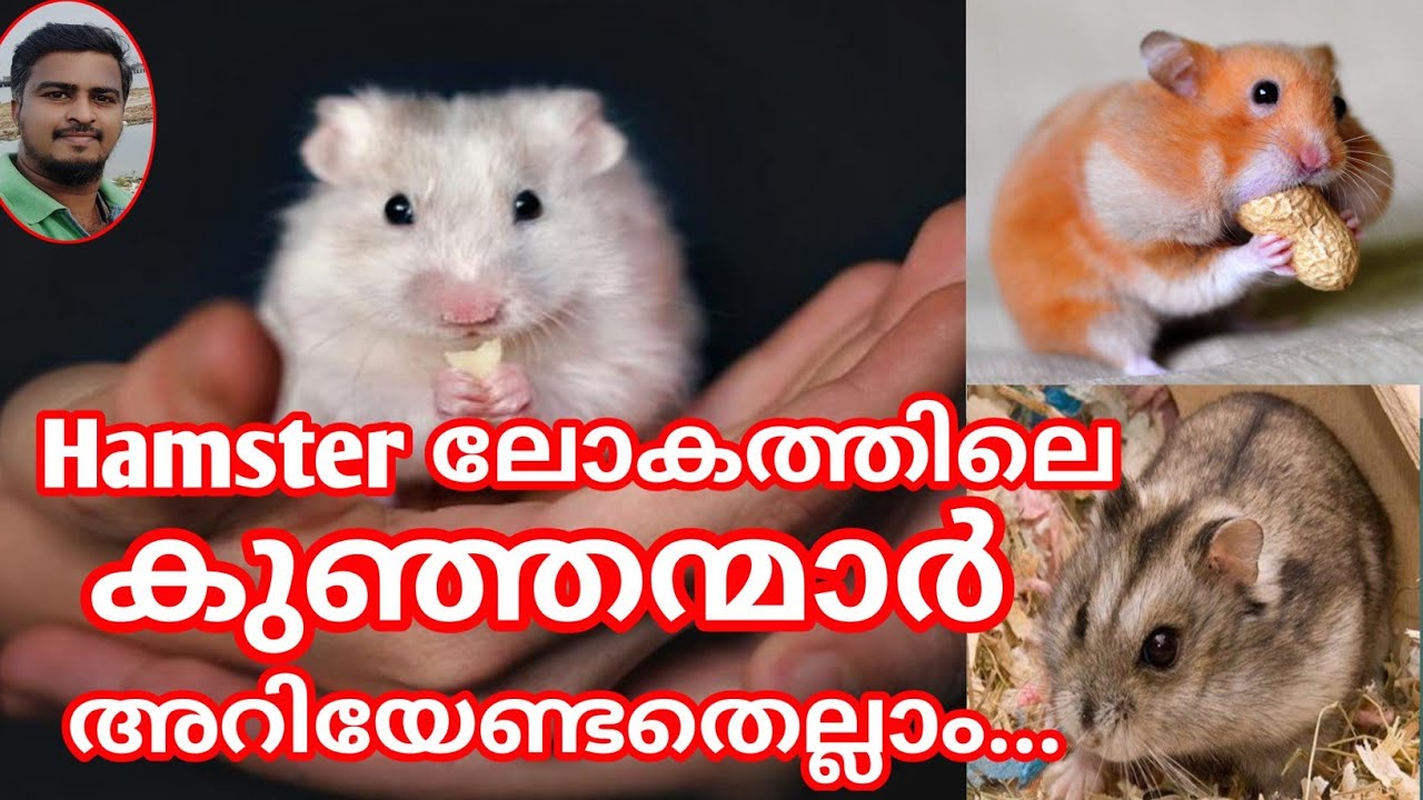 Hamster malayalam/ Hamster pet malayalam ArunsTechTravel YouTube