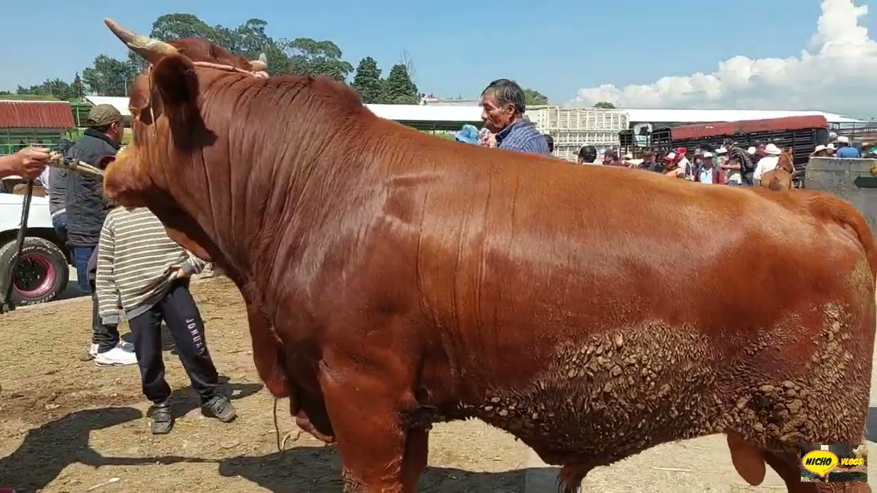 MUCHISIMO GANADO,PINTO-CHAROL-ZUIZO Y MUCHO MAS EN LA PLAZA GANADERA DEL PUENTE DE SAN BERNABE.