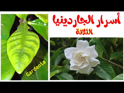 فيديو: Wilting Fittonia Plants - كيفية علاج Fittonia بأوراق الذبول
