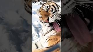 Big Tiger