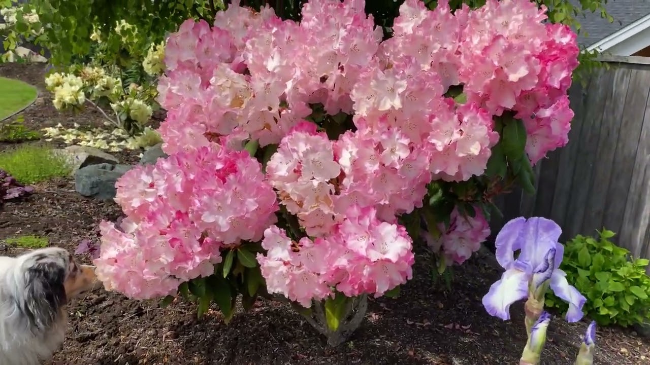 Diane's Vancouver Island Garden - May