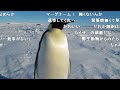 【コメ付き】南極で出会った紳士的な皇帝ペンギン