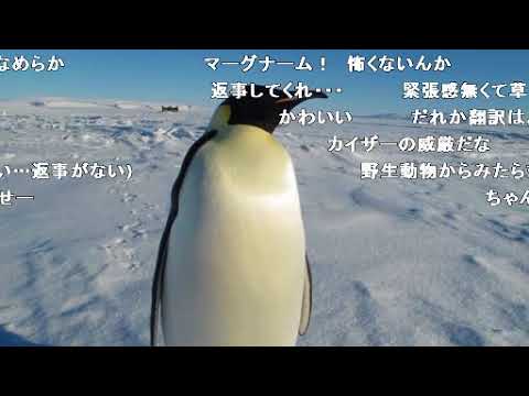 コメ付き 南極で出会った紳士的な皇帝ペンギン Youtube
