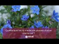 Quelles sont les 10 meilleures plantes vivaces couvresol  rou ppinires