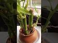 #bambooshoot #plants #bamboo #garden #nature #bambooplant