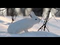 Охота 2019, на зайца зимой с ДРАТХААРОМ 2