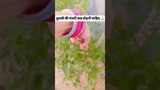 तुलसी से मंजरी कब तोड़नी चाहिए #tulsi #hacks #manjari #new