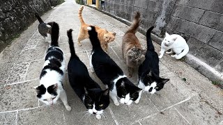 猫島ではビニール袋を持っていると猫がメチャメチャ寄ってくる