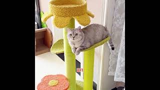 The owner misunderstood her cat.